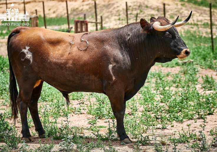 ALTERNATIVA DE JOÃO BRANCO NÚNCIO