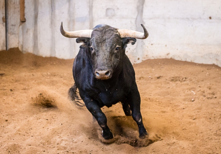 GANADARIAS TEMPORADA 2016 CAMPO PEQUENO