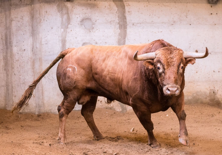 Ganadaria Pinto Barreiros, Nome_Braseiro, Pelagem_Flavo, Nascimento_Jul11, Nº7,Peso_501Kg