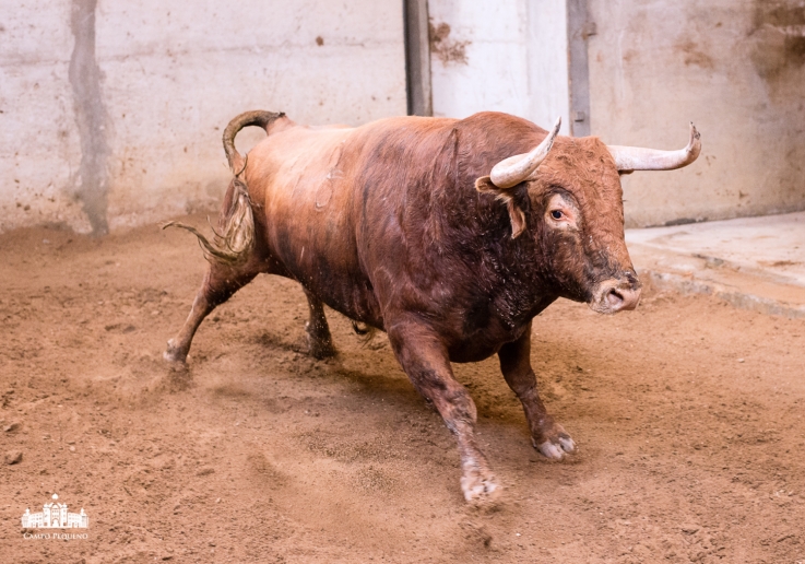 Ganadaria David Ribeiro Telles, Nome_Rolito, Pelagem_Flavo, Nascimento_Abr 12, Nº48, Peso_524 Kg