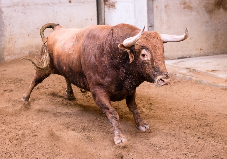 Ganadaria David Ribeiro Telles, Nome_Rolito, Pelagem_Flavo, Nascimento_Abr 12, Nº48, Peso_524 Kg