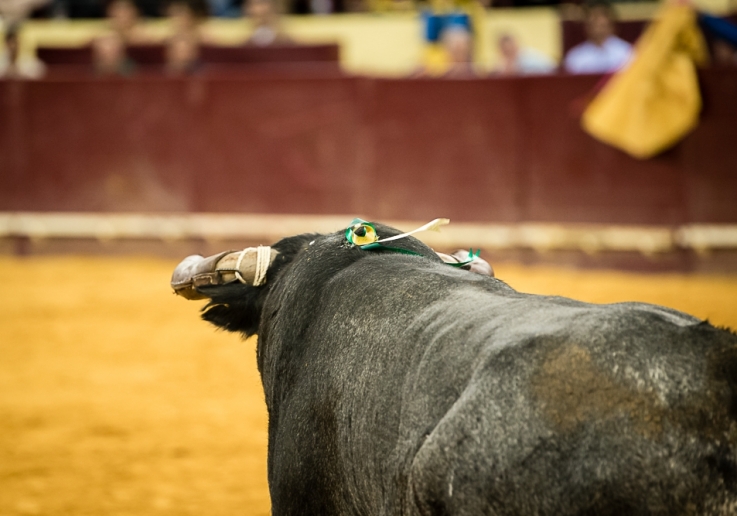 Campo Pequeno