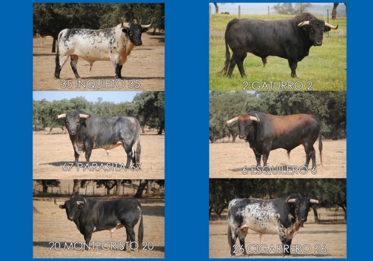 Ganadaria Murteira Grave(1)