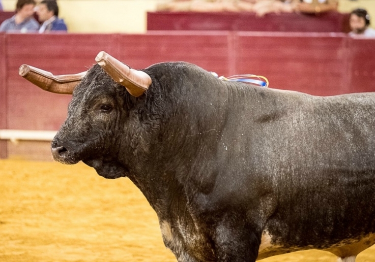 Concurso de Pegas