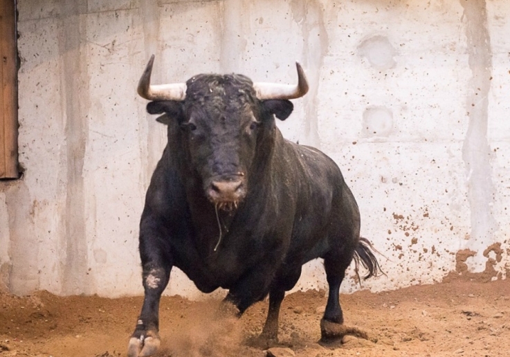 CAMPO PEQUENO TV