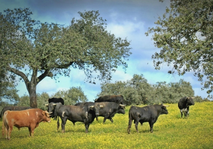 CAMPO PEQUENO TV