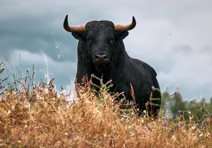 TOIROS VEIGA TEIXEIRA
