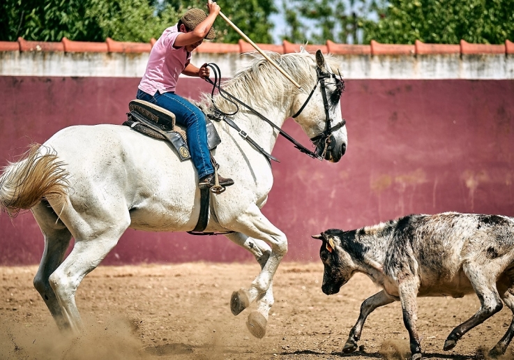 João Gregório Oliveira, neto do ganadero
