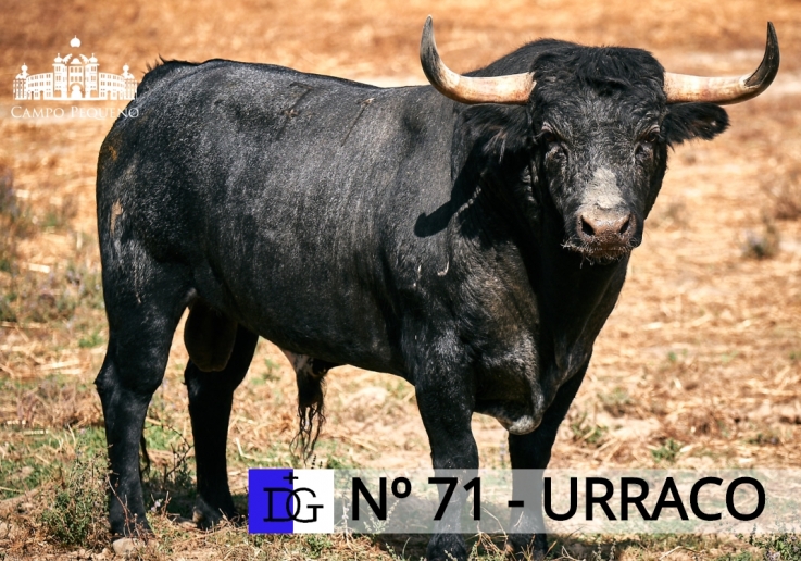 71 - URRACO VS
