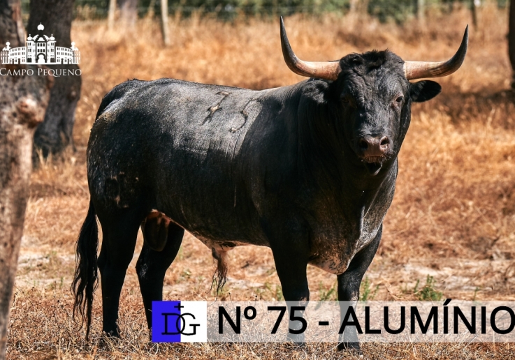 75 - ALUMÍNIO VS