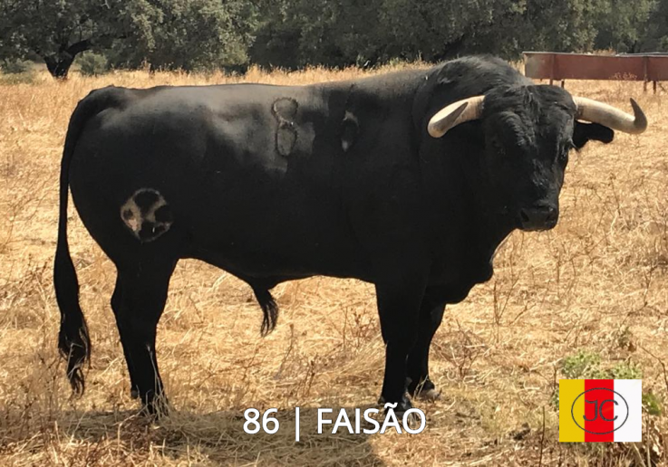 86_Faisão c_ ferro e nome