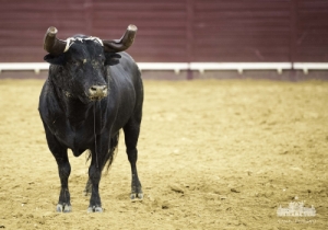 ABERTURA DA TEMPORADA. CORRIDA VIDAS/CM 32