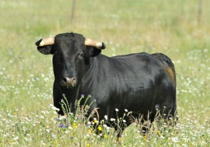 NOVILHO MURTEIRA GRAVE Nº146