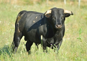 NOVILHO MURTEIRA GRAVE Nº81