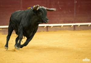 PRIMEIRO NOVILHO DA NOITE