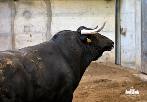 Nº55 Obsequente, Preto, Mai-10, 590 KG