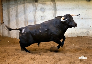 Nº 56 Neto, Preto bragado, Jun-10, 620 KG