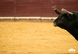 CPQ_2025