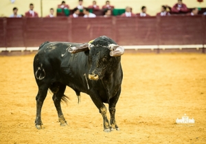 CPQ_8655