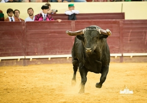 CPQ_1655