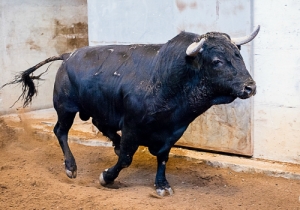 “Impetuoso”_Preto_Nasc_Janeiro de 2011_Costado_22_Algarismo_1_Peso 606 kg