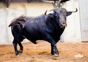 “Josefino”_ Preto Bragado_Nasc_Fevereiro de 2011_Costado 55_Alarismo_1_Peso 612 kg