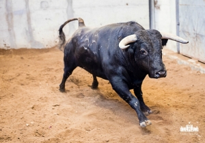 “Malandro”_Preto_Nasc_Março de 2011_Costado_65_Algarismo_1_Peso 562 kg