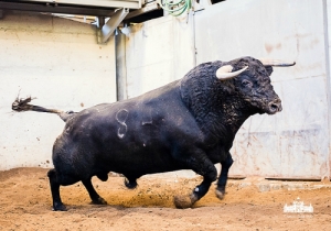 “Neto”_Preto_Nasc_Junho de 2011_Costado_84_Algarismo_1_Peso 576 kg