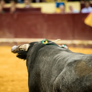 Campo Pequeno