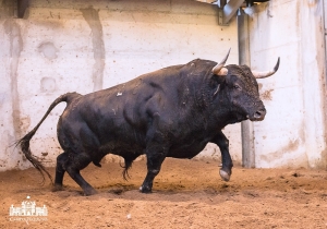 Asseadito; 641Kg