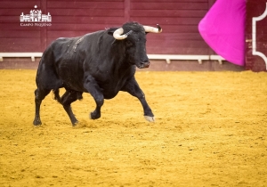 Novilhada (9)