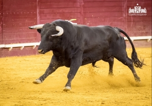 Novilhada (15)