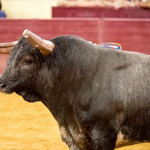 Concurso de Pegas