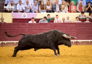 Competição Ibérica LUX (11)