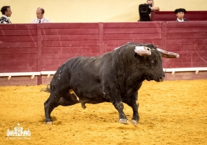 Competição Ibérica LUX (55)