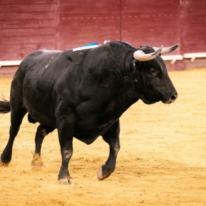 CAMPO PEQUENO TV