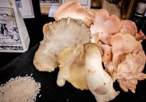 MERCADO GOURMET 2017