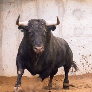 CAMPO PEQUENO TV