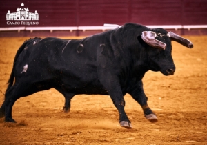 CORRIDA 8 JUNHO