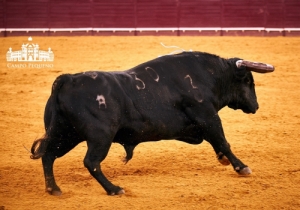 CORRIDA 8 JUNHO
