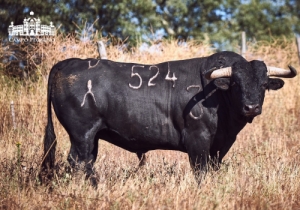 Veiga Teixeira - Ciganado