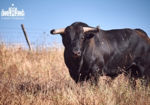 Veiga Teixeira - Submerso