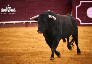 20170706CPQCORRIDAFH201