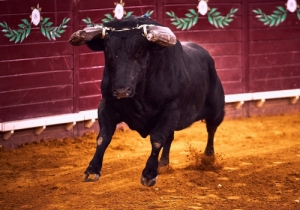 20171012 CPQCORRIDA065