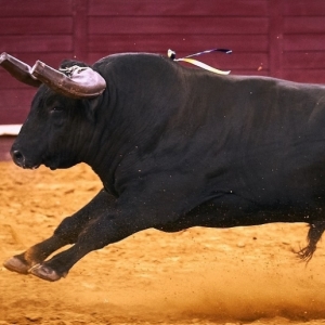 CAMPO PEQUENO TV