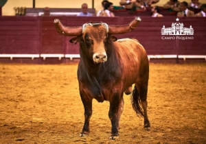 CORRIDA O MIRANTE - CONCURSO DE PEGAS 19 JULHO 2018 (3)