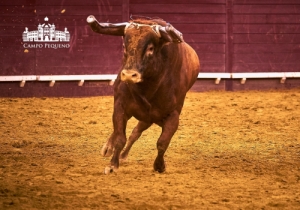 CORRIDA O MIRANTE - CONCURSO DE PEGAS 19 JULHO 2018 (35)