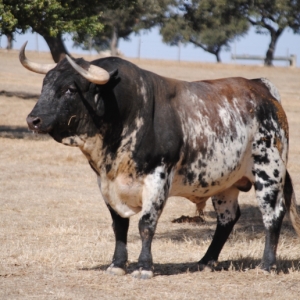 120 REBELDE-cópia SITE