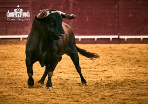 SENSACIONAL CORRIDA MISTA 2 AGOSTO 2018 (5)