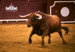 SENSACIONAL CORRIDA MISTA 2 AGOSTO 2018 (10)